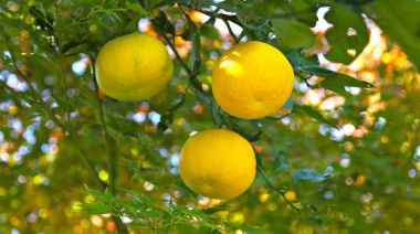garnishing-instructions-image